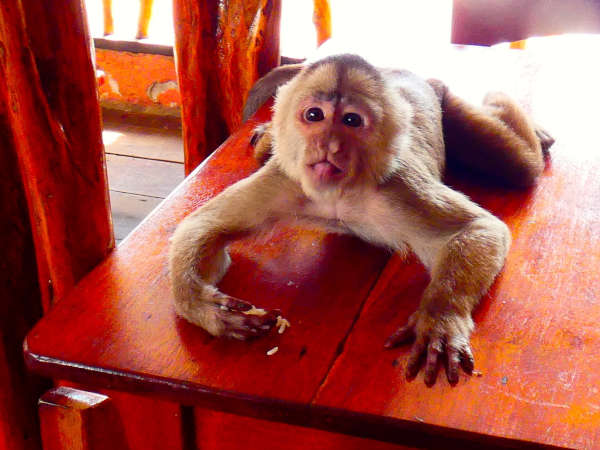 Disabled Holidays - Accessible Tour in the Galapagos Islands and the Amazon, Ecuador - monkey